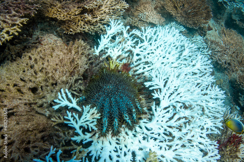 Underwater landscape of coral structures with Long-spined Crown-of-Thorns, Acanthaster planci, eating coral photo