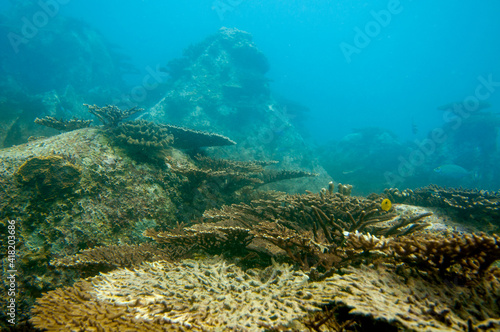 Underwater landscape of coral structures