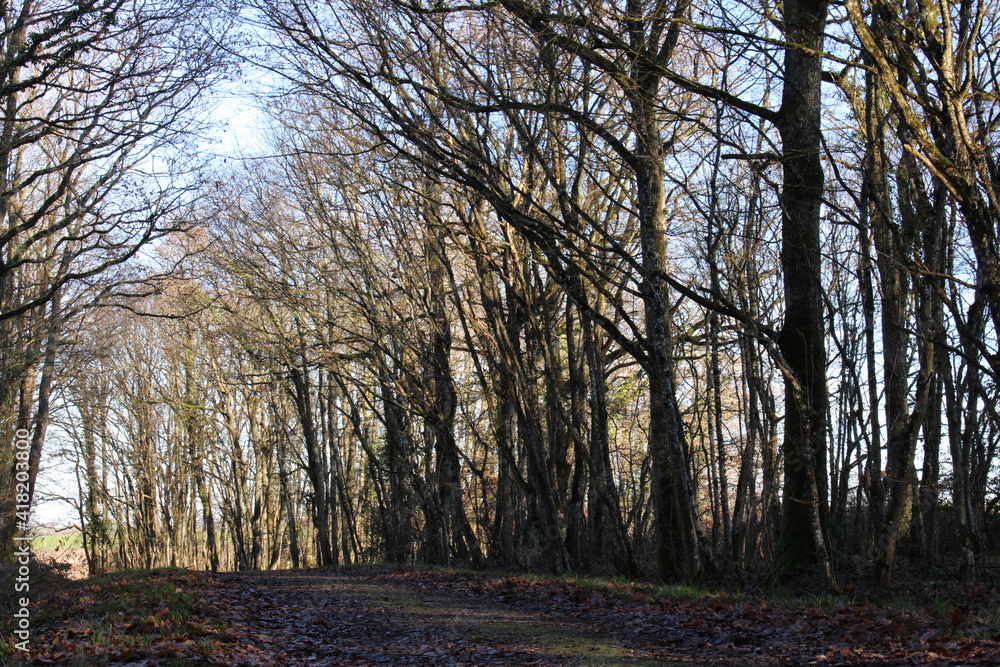 Fototapeta premium trees in the forest