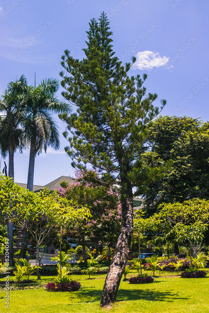 Fototapeta premium trees in the garden