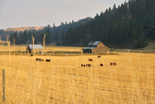 Canvastavla Cattle Grazing Washington State