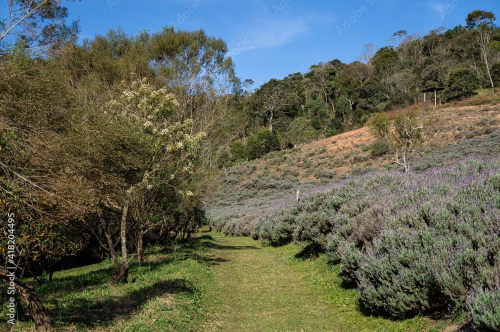 A grass path running near a Lavender field plantation cultivated on hillside inside the lands of 