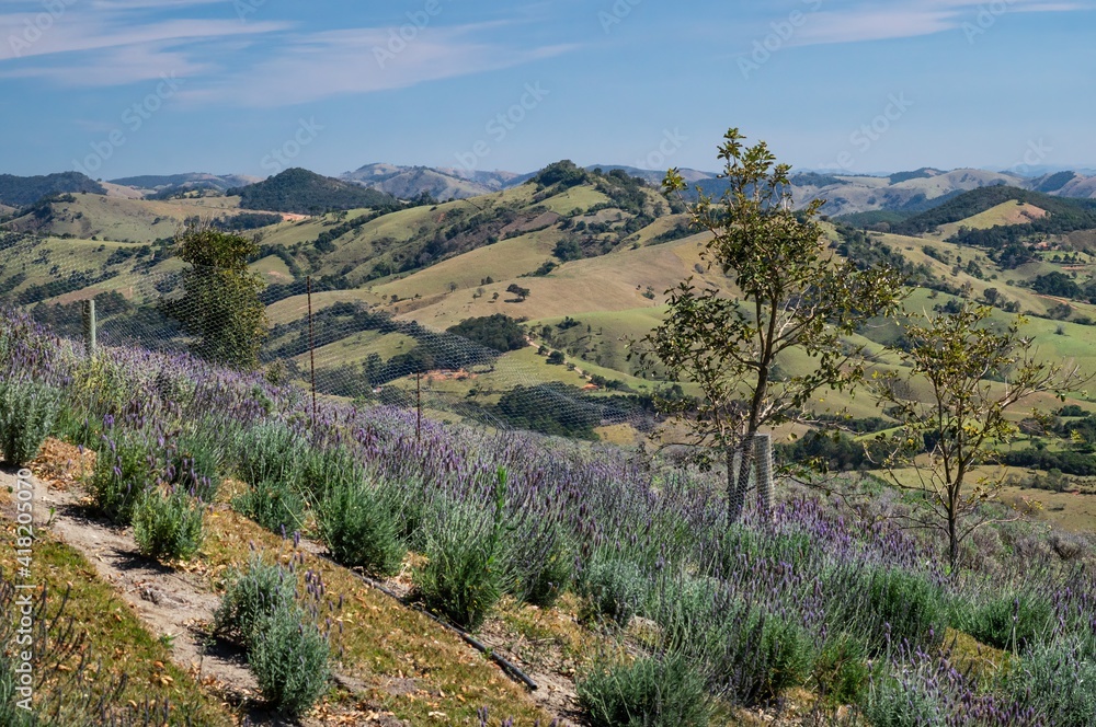 Lavender fields plantation cultivated on a hillside of 