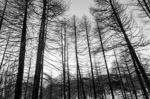 Beech forest high in the mountains in winter, Livigno, Italy