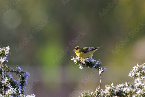 USA - California - San Diego - Lesser Goldfinch