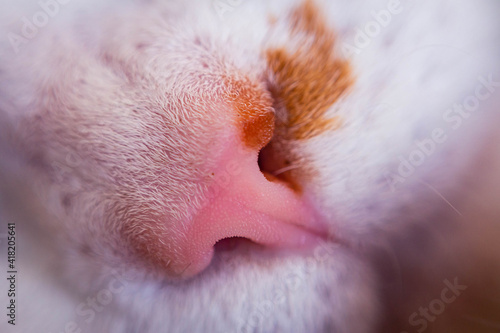 close-up macro detail of cat's snout nose