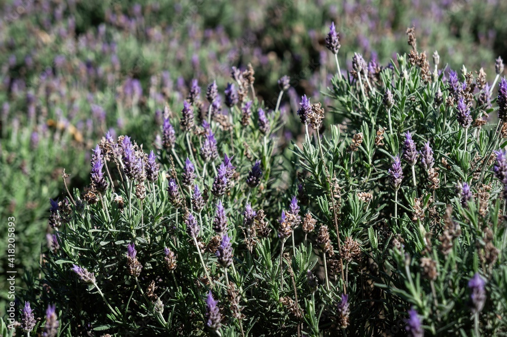Obraz premium A bush of Lavender flowers (Lavandula dentata - a species of flowering plant in the family Lamiaceae) cultivated in the agriculture fields of Cunha - Sao Paulo / Brazil