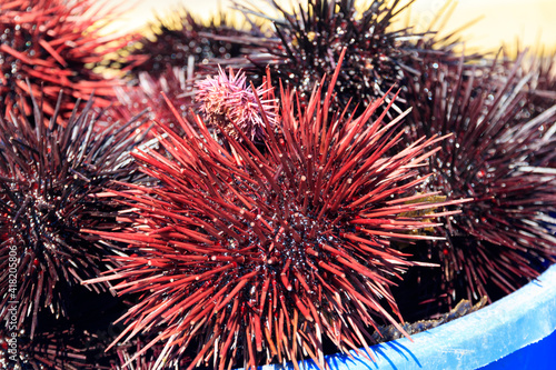 USA, California, Santa Barbara. Harvesting and cleaning uni, sea urchin.