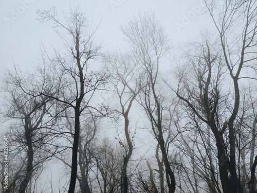 Bare winter trees stand in a dense, heavy fog. Spooky picture on the eve of Halloween. Bottom view.