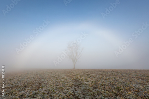 Fogbow and a tree in the rural landscape of Turiec region, Slovakia. photo