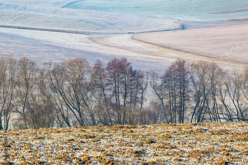 Trees in the fields of Turiec region, Slovakia. photo