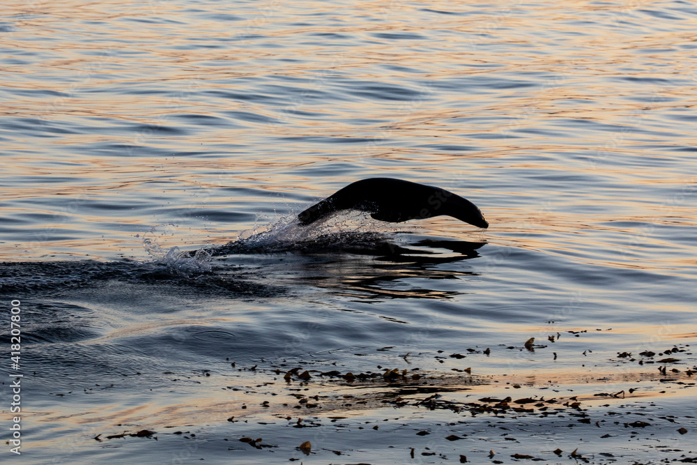 United States, California, Monterey, Beachwater Cove Beach and Marina, Harbor seal swimming in the early morning light
