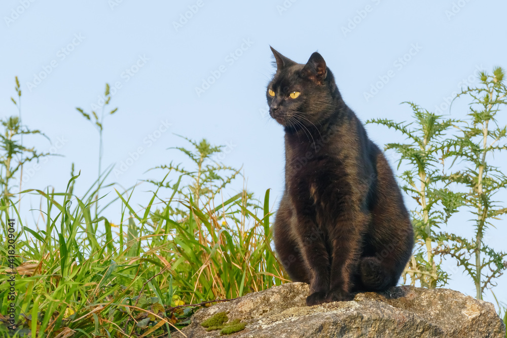 black cat on a stone with grass around..
