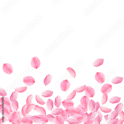 Sakura petals falling down. Romantic pink bright big flowers. Thick flying cherry petals. Scatter bo