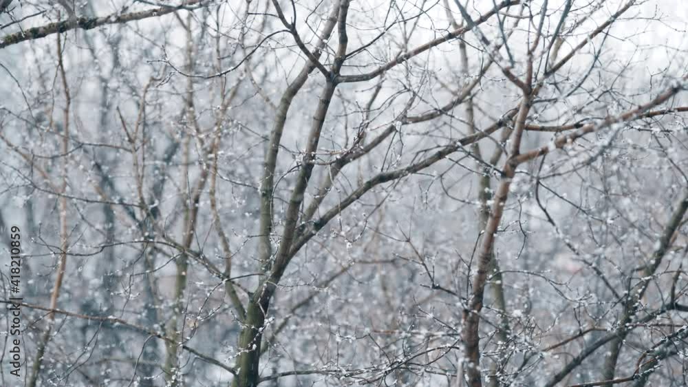 Winter snow-covered city park. Forest in winter. Fairy forest with snow on the trees. Natural view of white forest in winter. Spreading branches of bare trees. Snow flakes are falling slowly Winter snow-covered city park. Forest in winter. Fairy forest with snow on the trees. Natural view of white forest in winter. Spreading branches of bare trees. Snow flakes are falling slowly