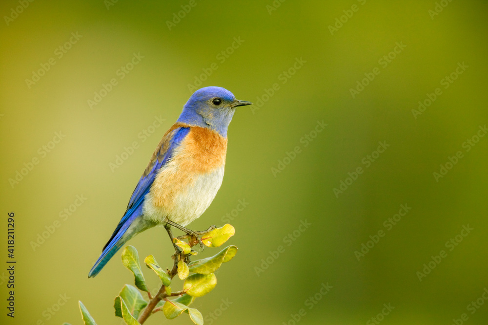 Fototapeta premium San Simeon, California, USA. Male western bluebird sitting on the top of a tree.