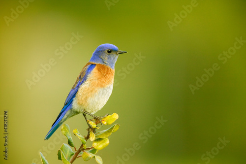 San Simeon, California, USA. Male western bluebird sitting on the top of a tree. © Danita Delimont