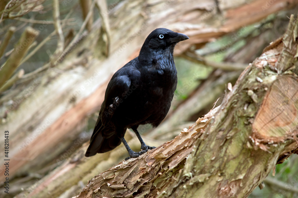 Fototapeta premium this is a side view of an Australian raven