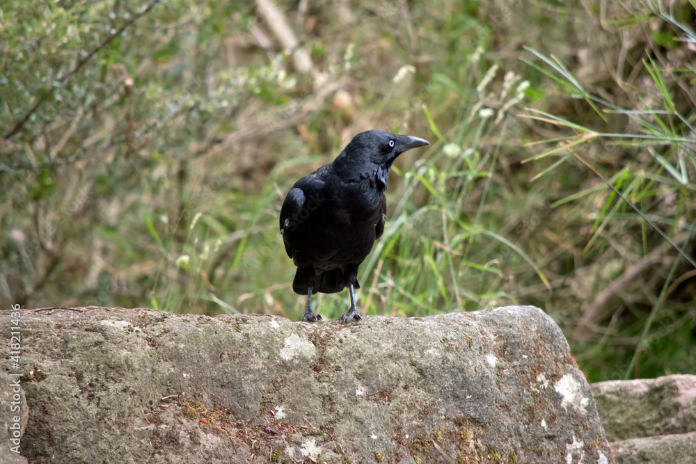 Fototapeta premium the Australian raven is a black bird