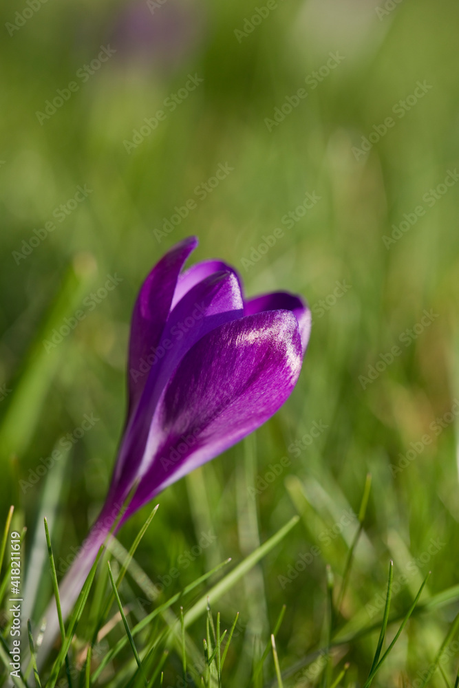 Close up of Crocus tommasinianus Ruby Giant in flower Close up of Crocus tommasinianus Ruby Giant in flower