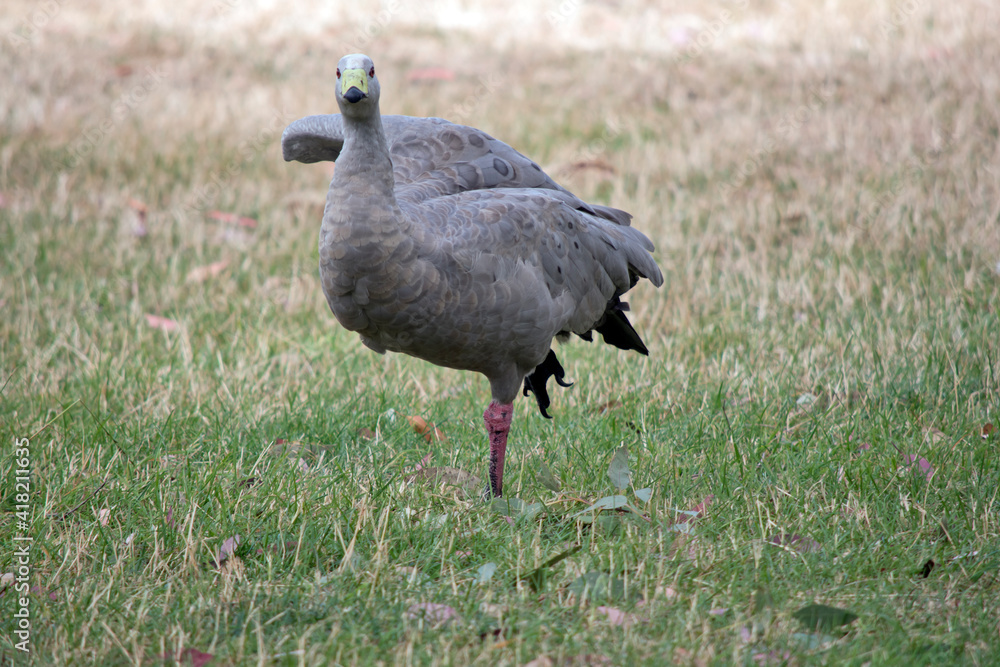 the cape barren goose is spreading its wings the cape barren goose is spreading its wings