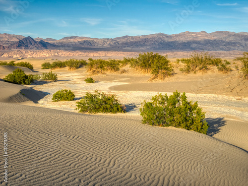 USA, California. Death Valley National Park, Mesquite Flat Sand Dunes with creosote bushes.