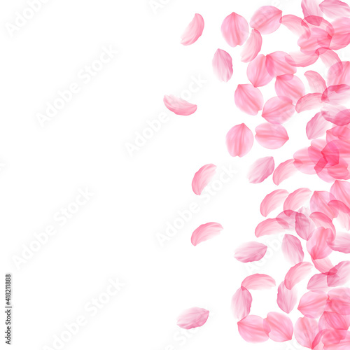 Sakura petals falling down. Romantic pink silky big flowers. Thick flying cherry petals. Scatter rig