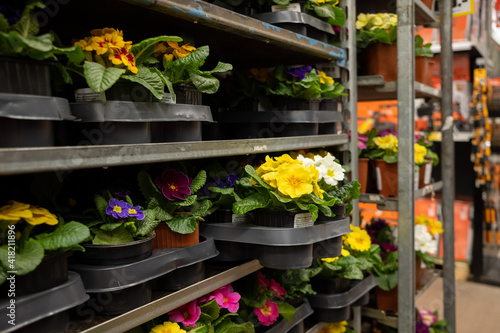 Selective focus on multicolored primrose flowers in pots on a rack in a garden store. Sale of garden flowers before the start of the spring season.