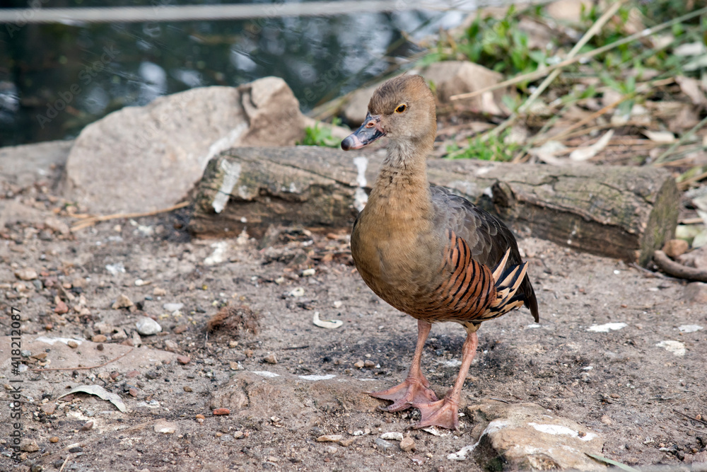 the plumed whistling duck is walking away from the water the plumed whistling duck is walking away from the water