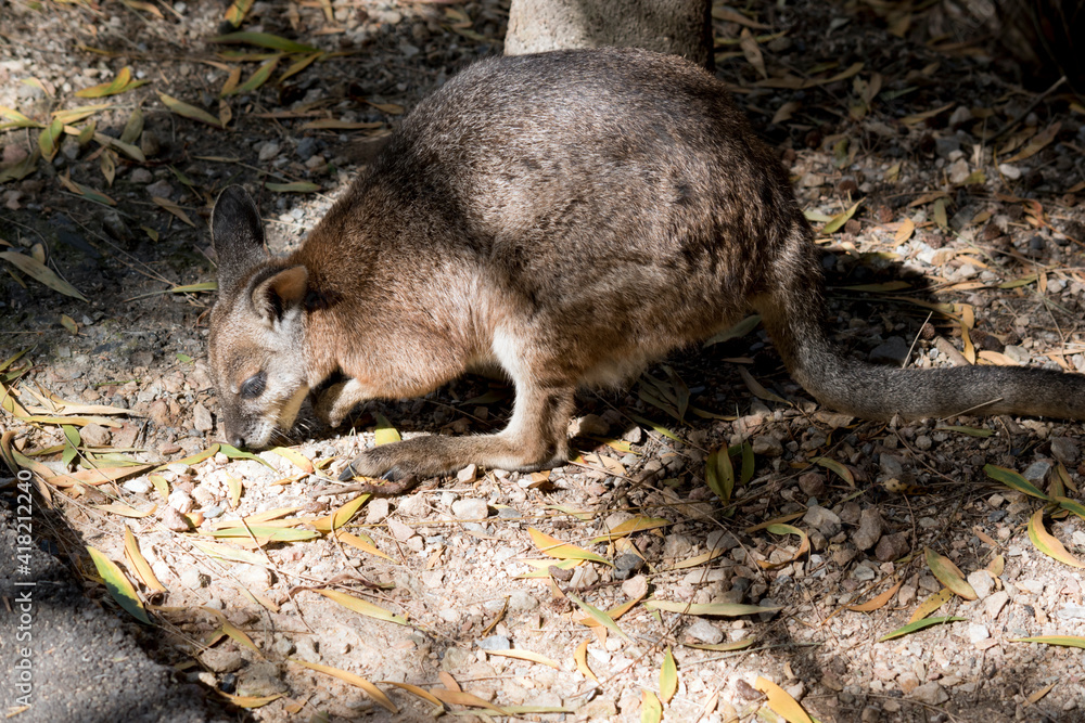this is a side view of a tammar wallaby eating leaves this is a side view of a tammar wallaby eating leaves