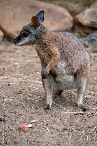 this is a tammar wallaby © susan flashman