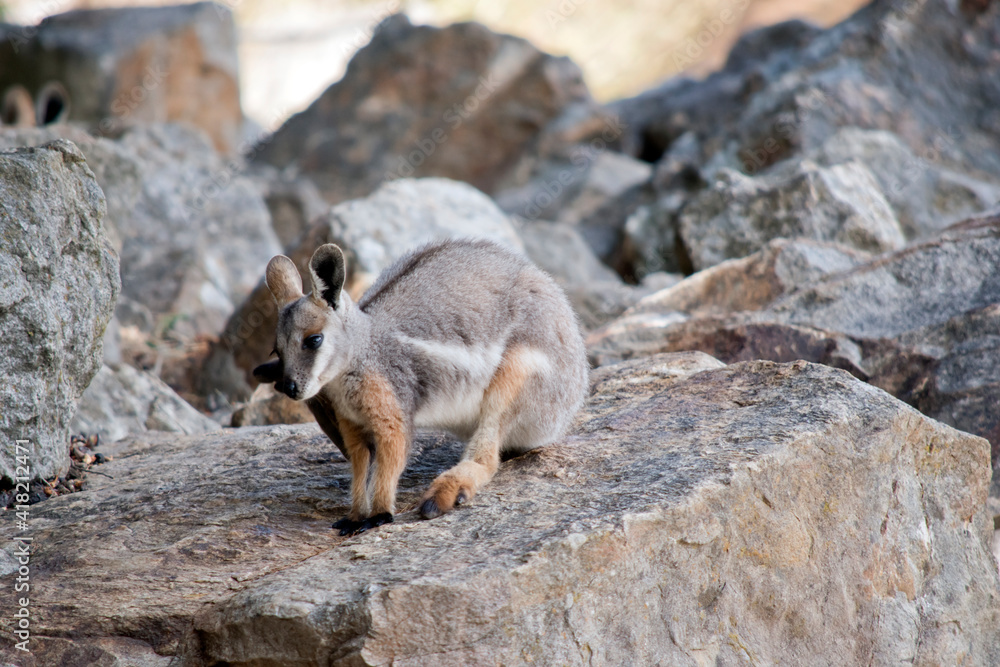 the yellow footed rock wallaby is standing on rocks the yellow footed rock wallaby is standing on rocks