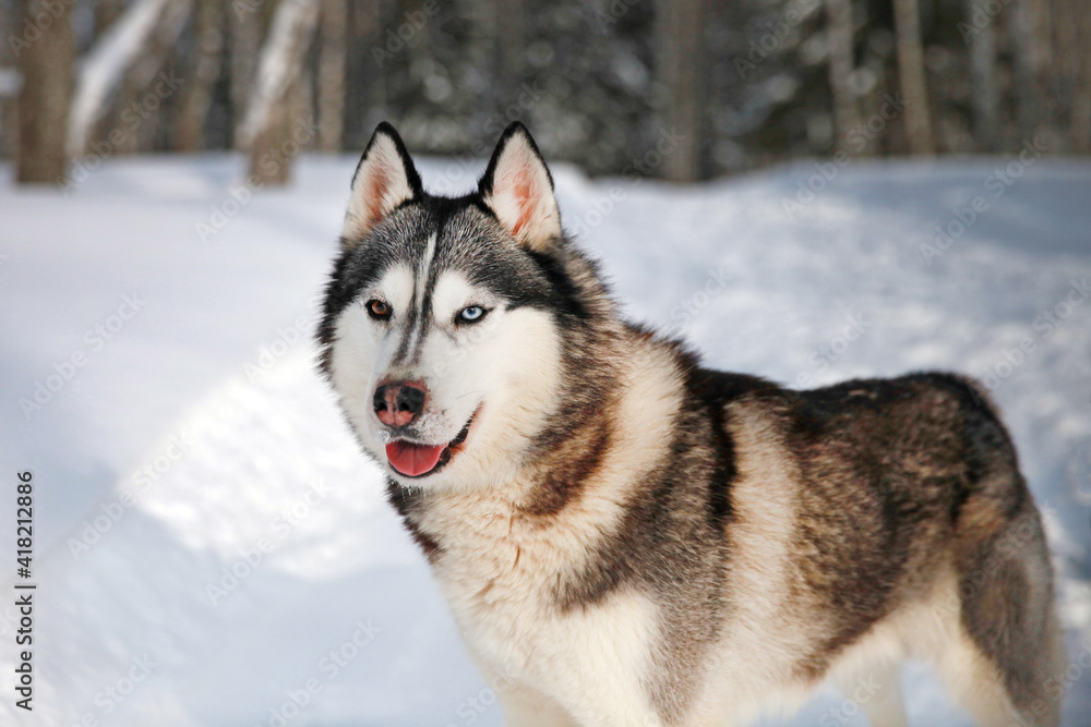 Siberian Husky close-up, portrait in the snow. A husky with multicolored eyes . Love for pets