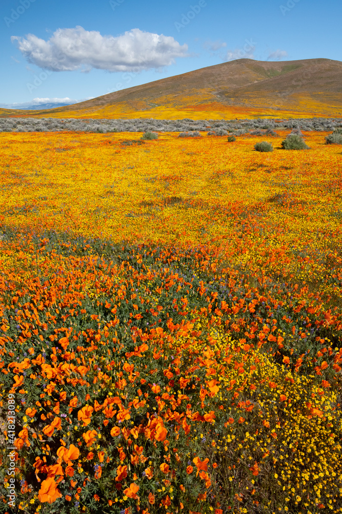 USA, California. Fields of California Poppy, Goldfields with clouds, Antelope Valley, California Poppy Reserve.