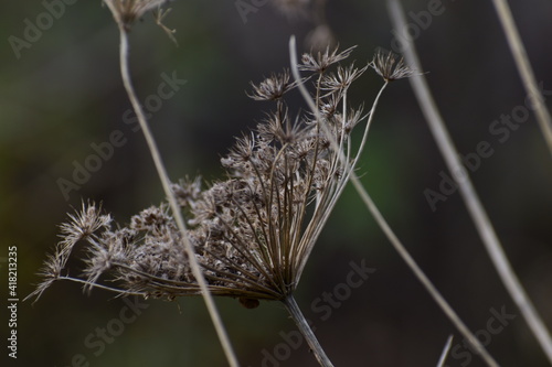 withered wildflowers on dark blury background