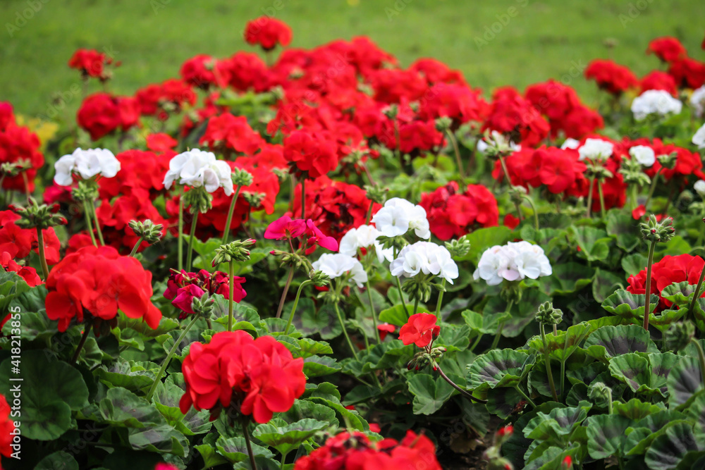conjunto de flores rojas y blancas como parte de la naturaleza para el bienestar del medio ambiente.