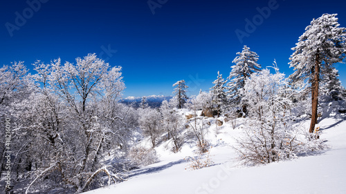 Snow dusted pines in the San Bernardino Mountains above Lake Arrowhead. San Bernardino National Forest, California, USA.