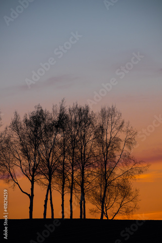 美しい春の夕暮れの空とシラカバ並木のシルエット 