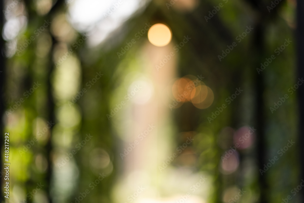 sun rays in the forest sun rays in the forest