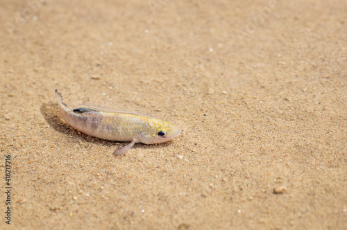 Female desert pupfish in Salt Creek, Death Valley, California