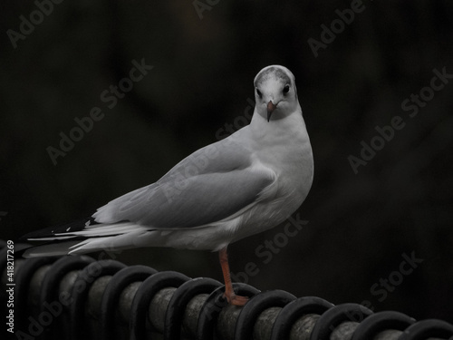 Photo Closeup shot of a beautiful seagull standing on the metallic bar on the black ba