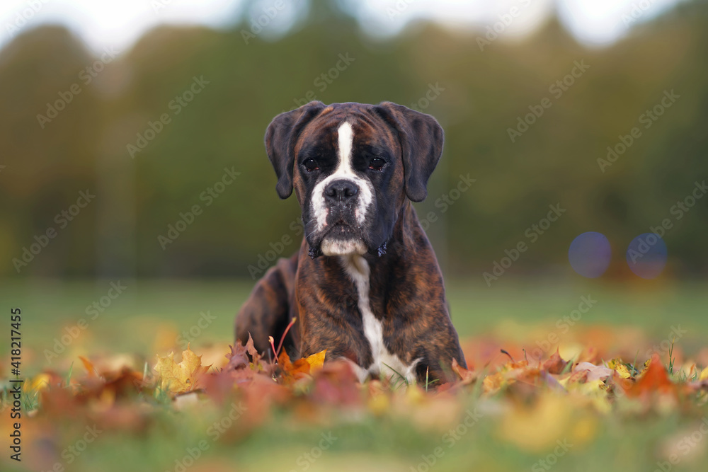 Serious brindle Boxer dog posing outdoors lying down on fallen maple leaves in autumn Serious brindle Boxer dog posing outdoors lying down on fallen maple leaves in autumn