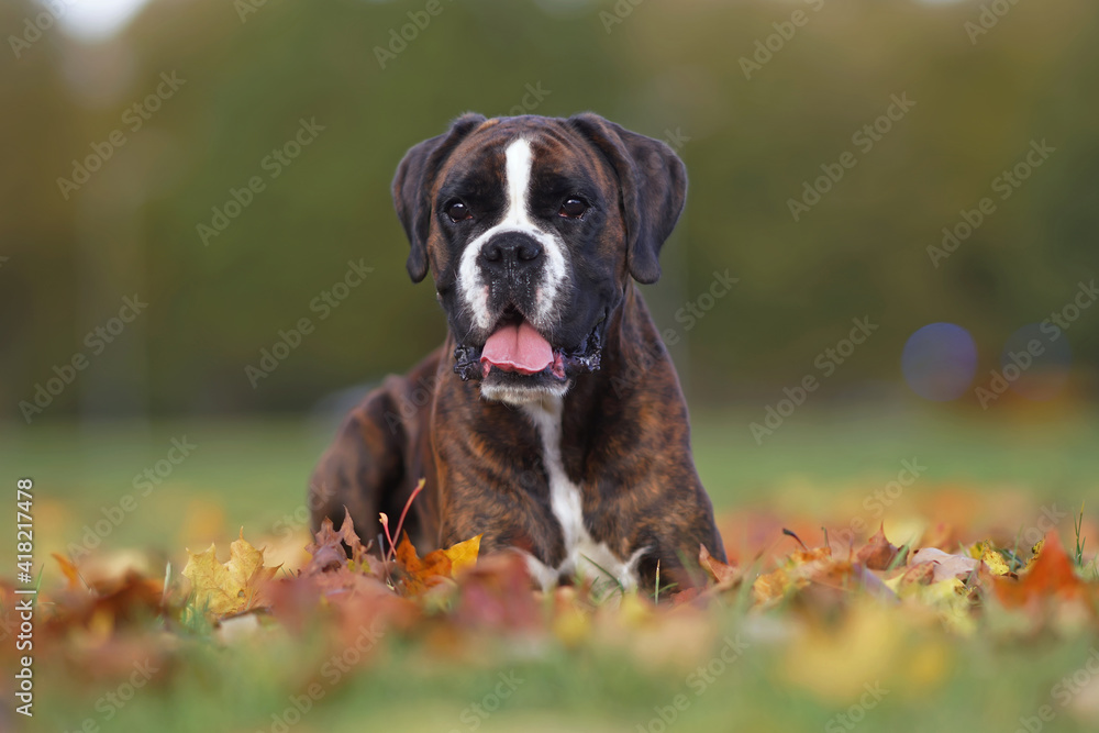 Cute brindle Boxer dog posing outdoors lying down on fallen yellow maple leaves in autumn Cute brindle Boxer dog posing outdoors lying down on fallen yellow maple leaves in autumn