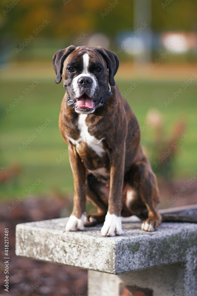 Brindle Boxer dog with a collar posing outdoors sitting on a concrete bench in a city park in autumn