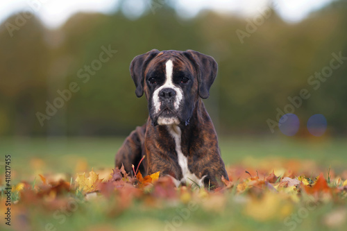 Canvas-taulu Serious brindle Boxer dog posing outdoors lying down on fallen maple leaves in a
