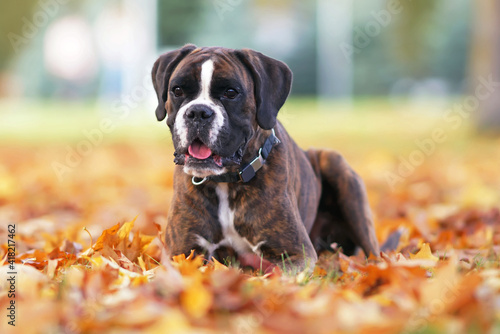 Cute brindle Boxer dog posing outdoors lying down on fallen yellow maple leaves in autumn