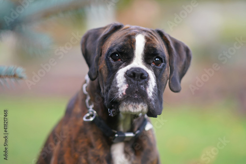 The portrait of a cute brindle Boxer dog with a collar posing outdoors in autumn