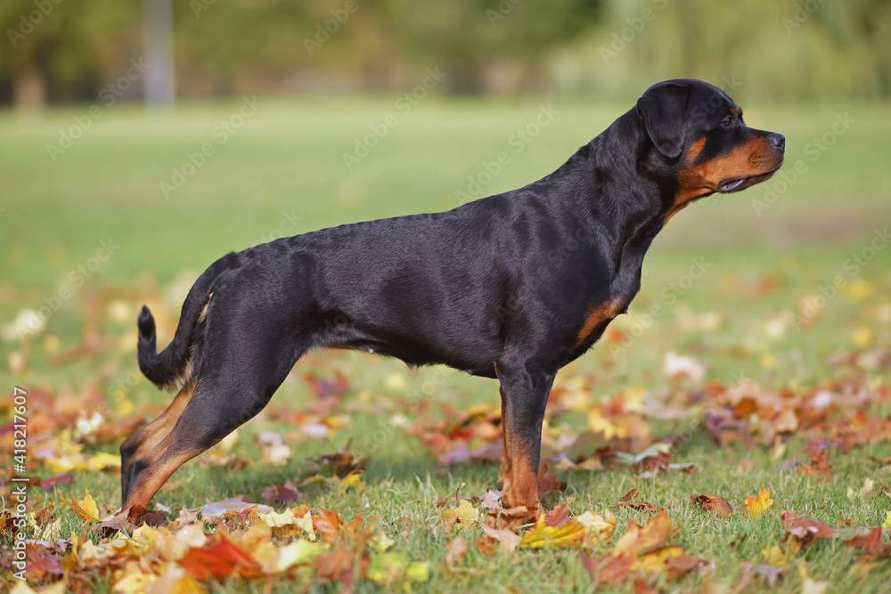 Cute black and tan Rottweiler dog posing outdoors standing on a green grass with fallen maple leaves in autumn Cute black and tan Rottweiler dog posing outdoors standing on a green grass with fallen maple leaves in autumn