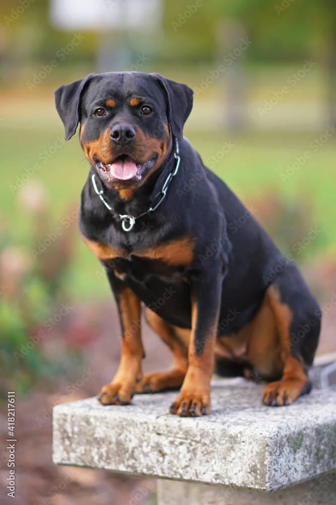 Happy black and tan Rottweiler dog with a chain collar posing outdoors sitting on a concrete bench in a city park in autumn Happy black and tan Rottweiler dog with a chain collar posing outdoors sitting on a concrete bench in a city park in autumn