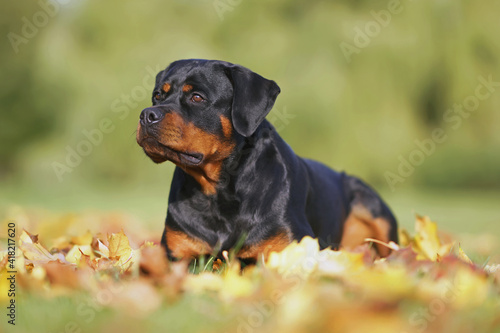 Serious black and tan Rottweiler dog posing outdoors lying down on fallen maple leaves in autumn